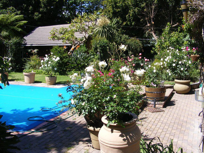 Oakburn Cottage Hout Bay Cape Town Western Cape South Africa Plant, Nature, Garden, Swimming Pool