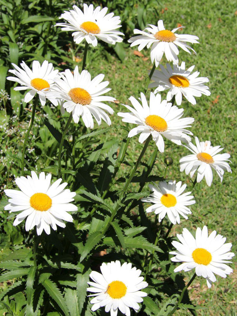 Oakhampton Berea El East London Eastern Cape South Africa Daisy, Flower, Plant, Nature