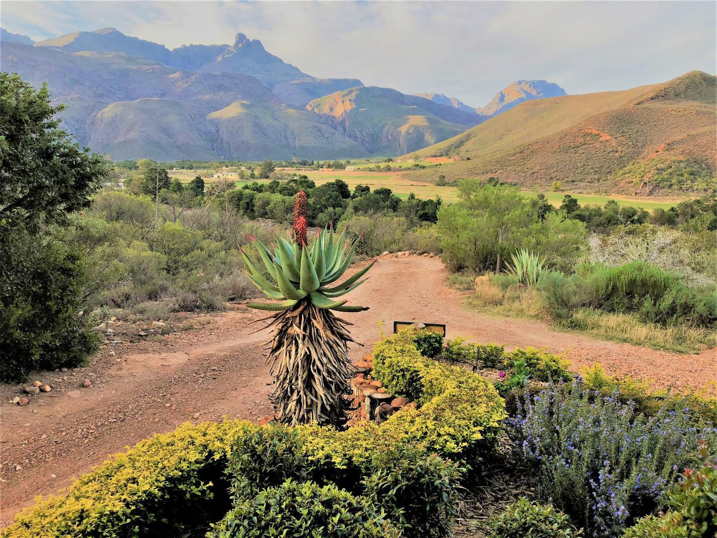 Oaksrest Vineyards Guest Farm Ladismith Western Cape South Africa Plant, Nature