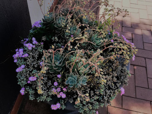 Oakwood Lodge, Cactus, Plant, Nature, Garden