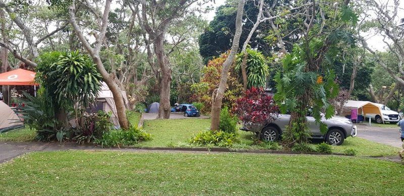 Oasis Caravan Park Camping And Chalets Uvongo Margate Kwazulu Natal South Africa Palm Tree, Plant, Nature, Wood, Tree, Garden