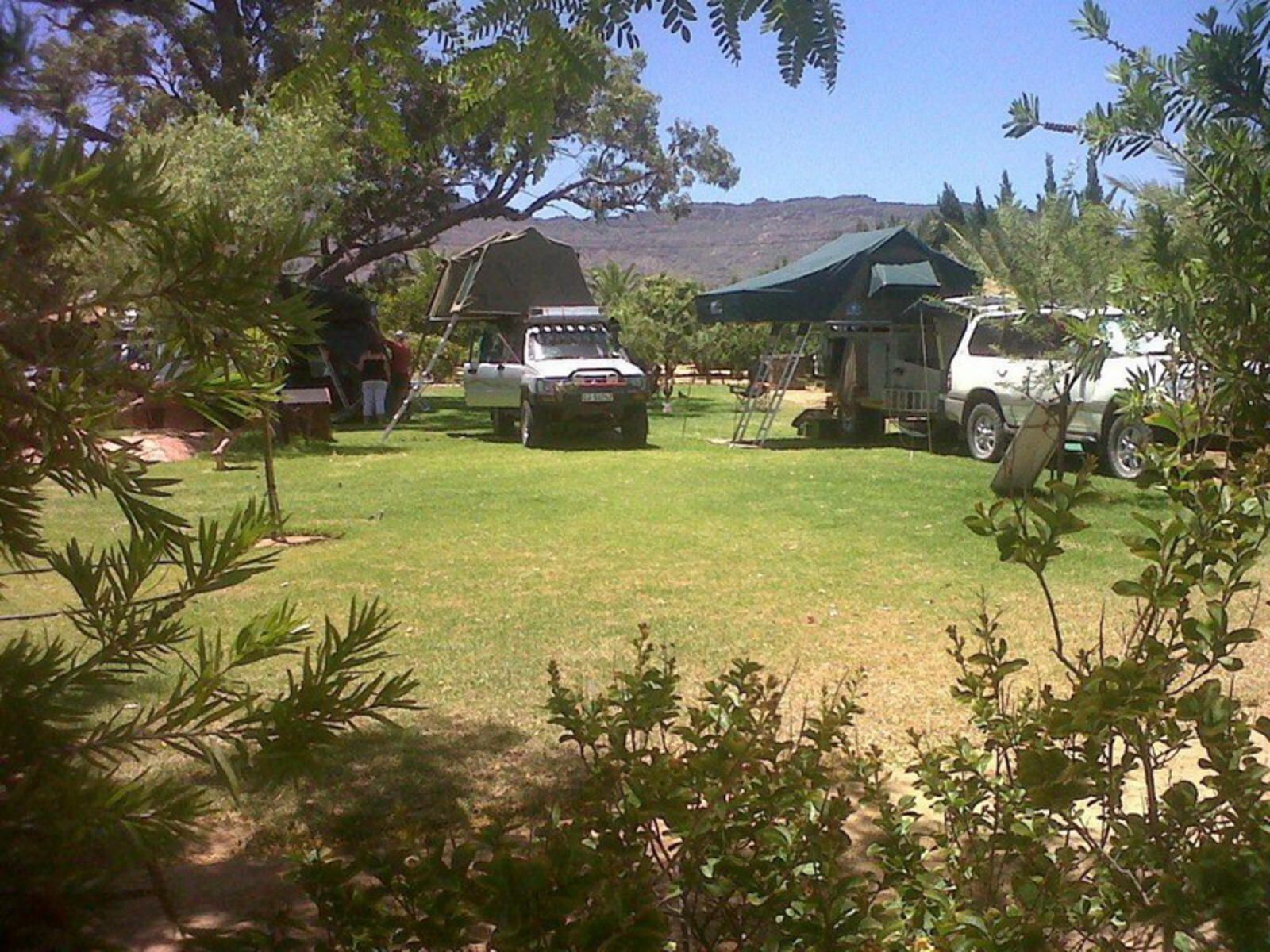 Oasis Country Lodge Klawer Western Cape South Africa Palm Tree, Plant, Nature, Wood