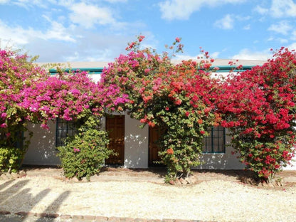 Obesa Lodge Graaff Reinet Eastern Cape South Africa Complementary Colors, House, Building, Architecture, Plant, Nature, Garden