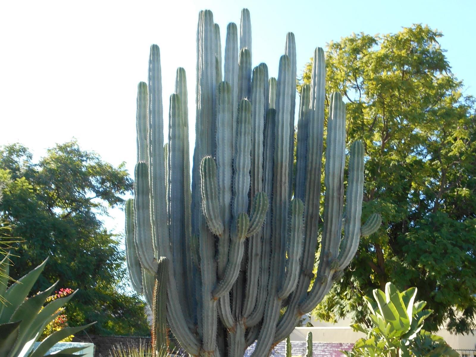 Obesa Lodge Graaff Reinet Eastern Cape South Africa Cactus, Plant, Nature