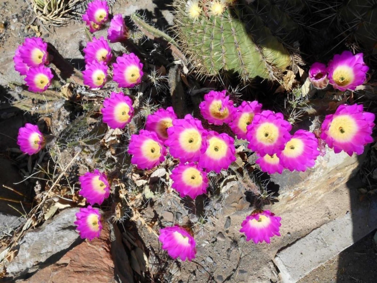 Obesa Lodge Graaff Reinet Eastern Cape South Africa Cactus, Plant, Nature