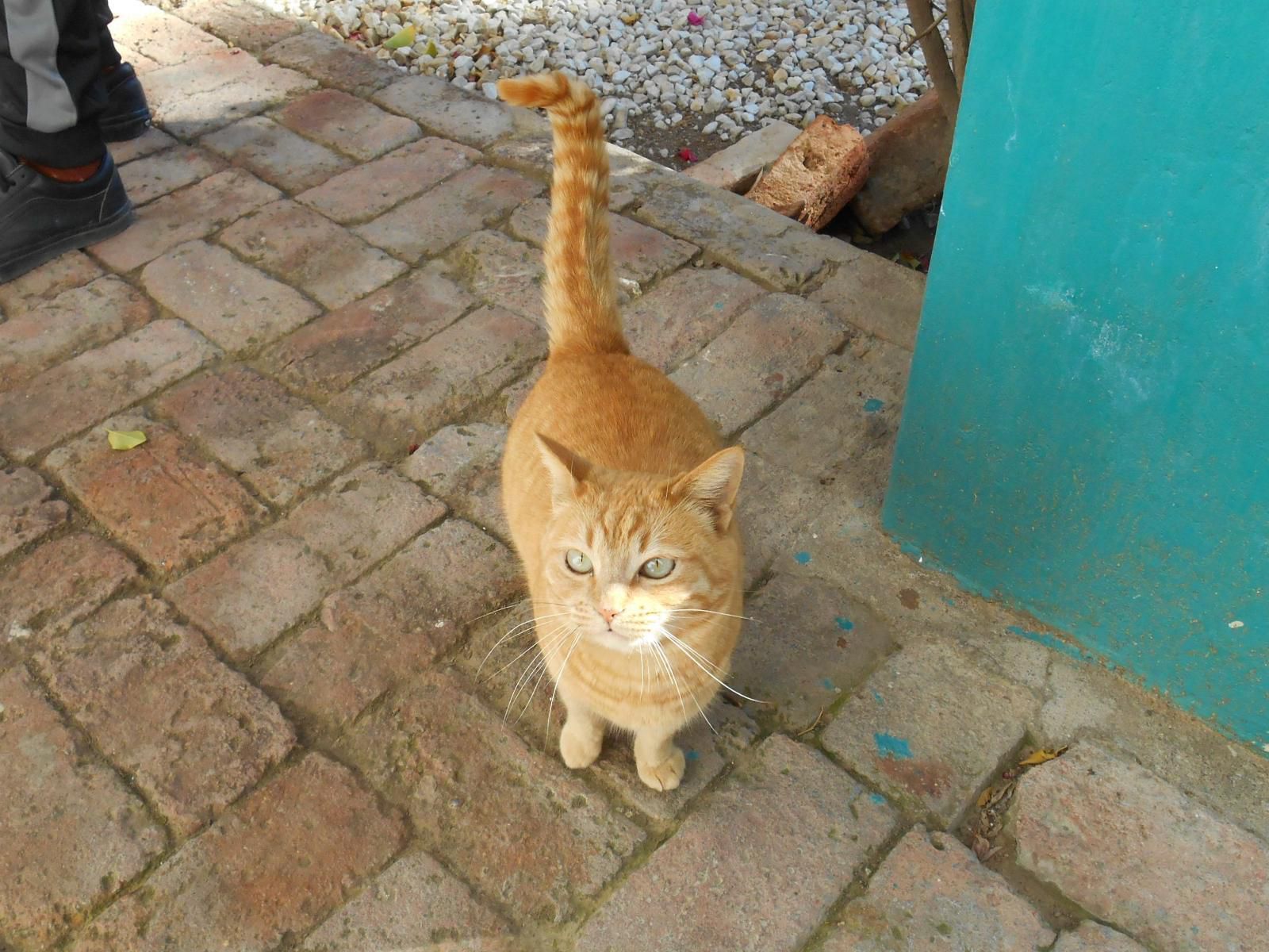 Obesa Lodge Graaff Reinet Eastern Cape South Africa Complementary Colors, Cat, Mammal, Animal, Pet