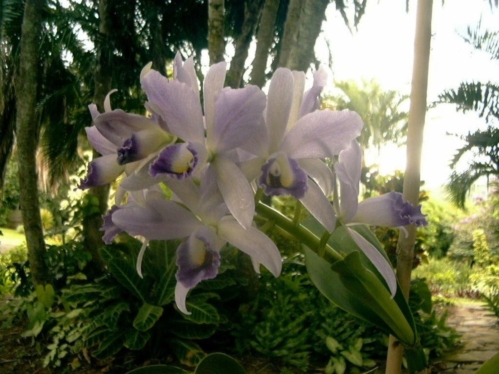 Ocean Grove Guesthouse, Blossom, Plant, Nature, Flower, Lily