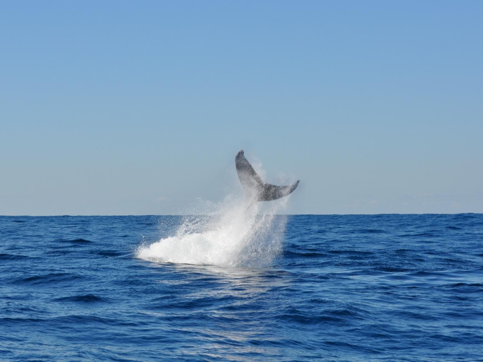 Ocean Grove Guesthouse, Whale, Marine Animal, Animal, Ocean, Nature, Waters