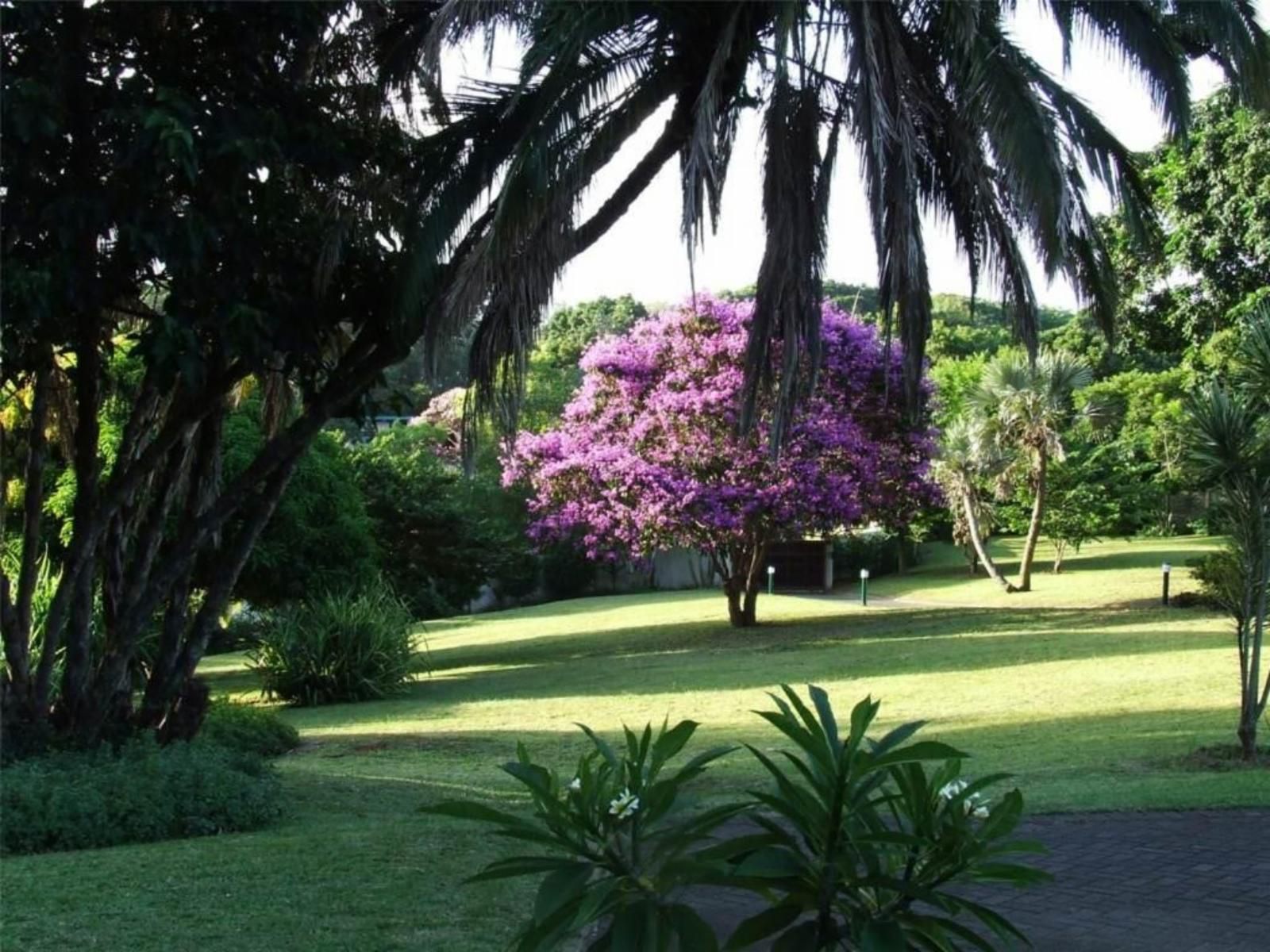 Ocean Grove Guesthouse, Palm Tree, Plant, Nature, Wood, Garden