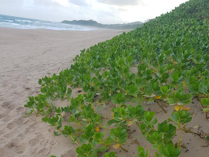 Ocean Rush Zinkwazi Beach Nkwazi Kwazulu Natal South Africa Beach, Nature, Sand