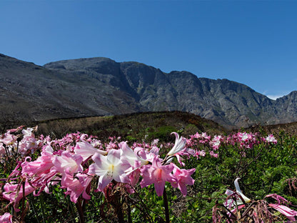 Ocean Song Strand Western Cape South Africa Plant, Nature