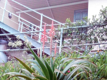 Ocean Blue Guesthouse Brighton Beach Durban Kwazulu Natal South Africa Plant, Nature, Garden