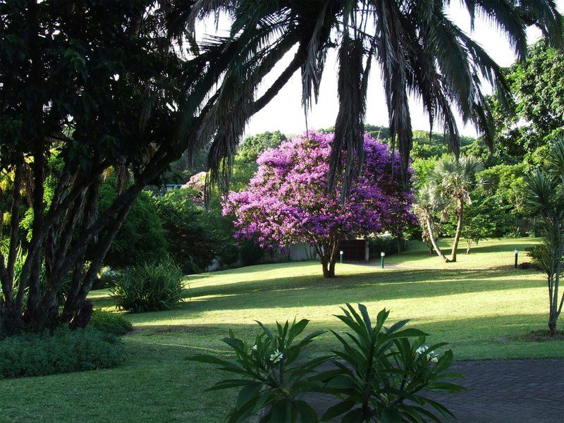 Ocean Grove Guest House Munster Port Edward Kwazulu Natal South Africa Palm Tree, Plant, Nature, Wood, Garden