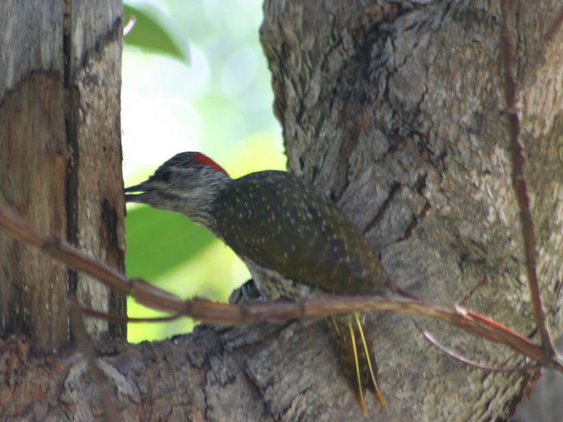 Ocean Grove Guest House Munster Port Edward Kwazulu Natal South Africa Bird, Animal