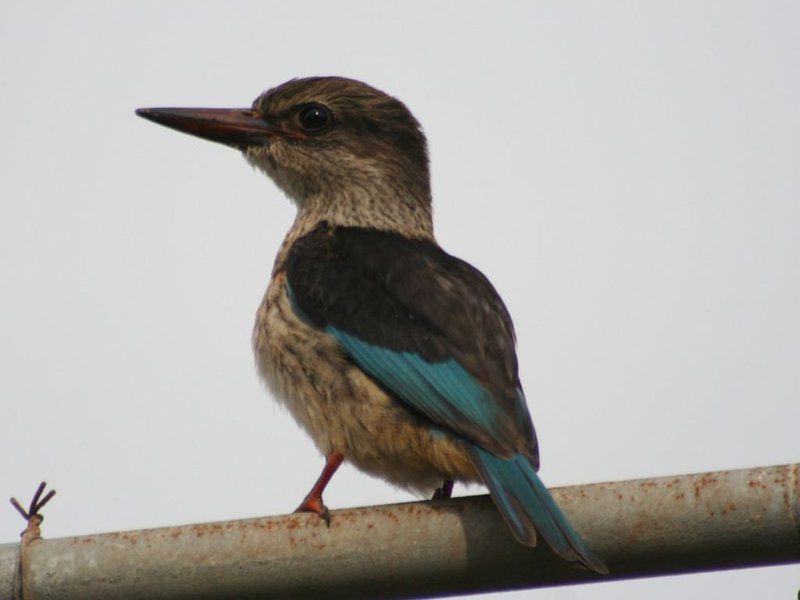 Ocean Grove Guest House Munster Port Edward Kwazulu Natal South Africa Unsaturated, Kingfisher, Bird, Animal