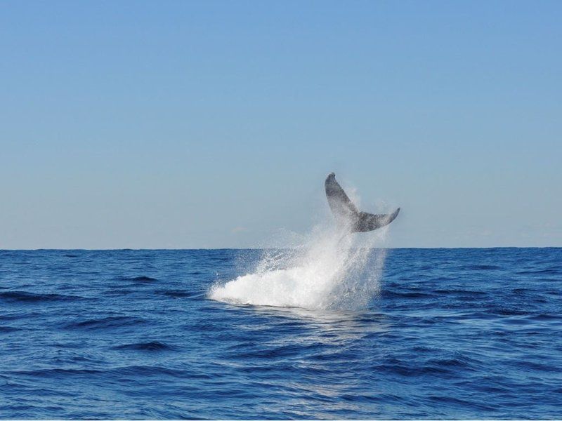 Ocean Grove Guest House Munster Port Edward Kwazulu Natal South Africa Whale, Marine Animal, Animal, Ocean, Nature, Waters