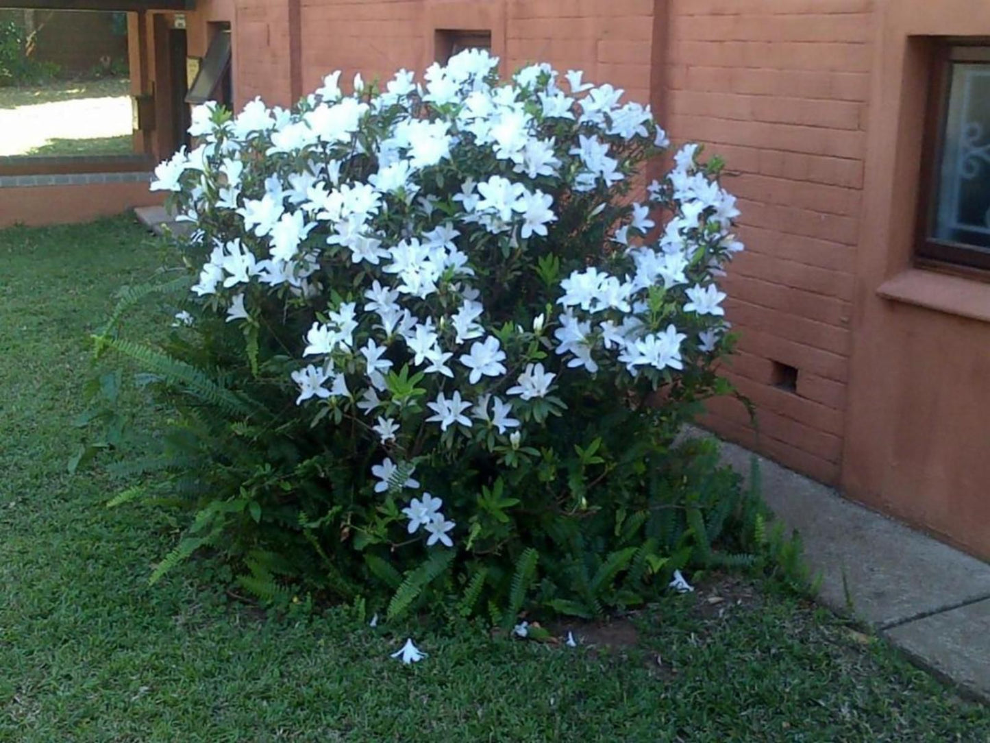 Ocean Park Guest House Umkomaas Kwazulu Natal South Africa Flower, Plant, Nature