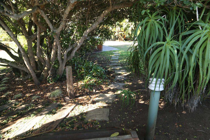 Oceans Edge Brenton Brenton On Sea Knysna Western Cape South Africa Palm Tree, Plant, Nature, Wood, Tree, Garden