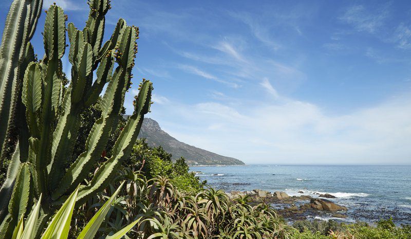 Ocean View House Camps Bay Cape Town Western Cape South Africa Complementary Colors, Beach, Nature, Sand, Palm Tree, Plant, Wood