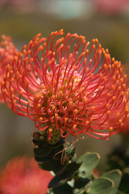 Protea Cottage Pringle Bay Pringle Bay Western Cape South Africa Plant, Nature