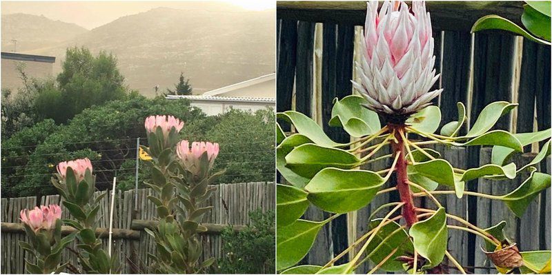 Protea Cottage Pringle Bay Pringle Bay Western Cape South Africa Plant, Nature