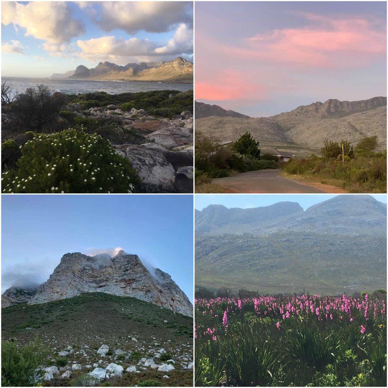 Protea Cottage Pringle Bay Pringle Bay Western Cape South Africa Cactus, Plant, Nature, Mountain, Highland