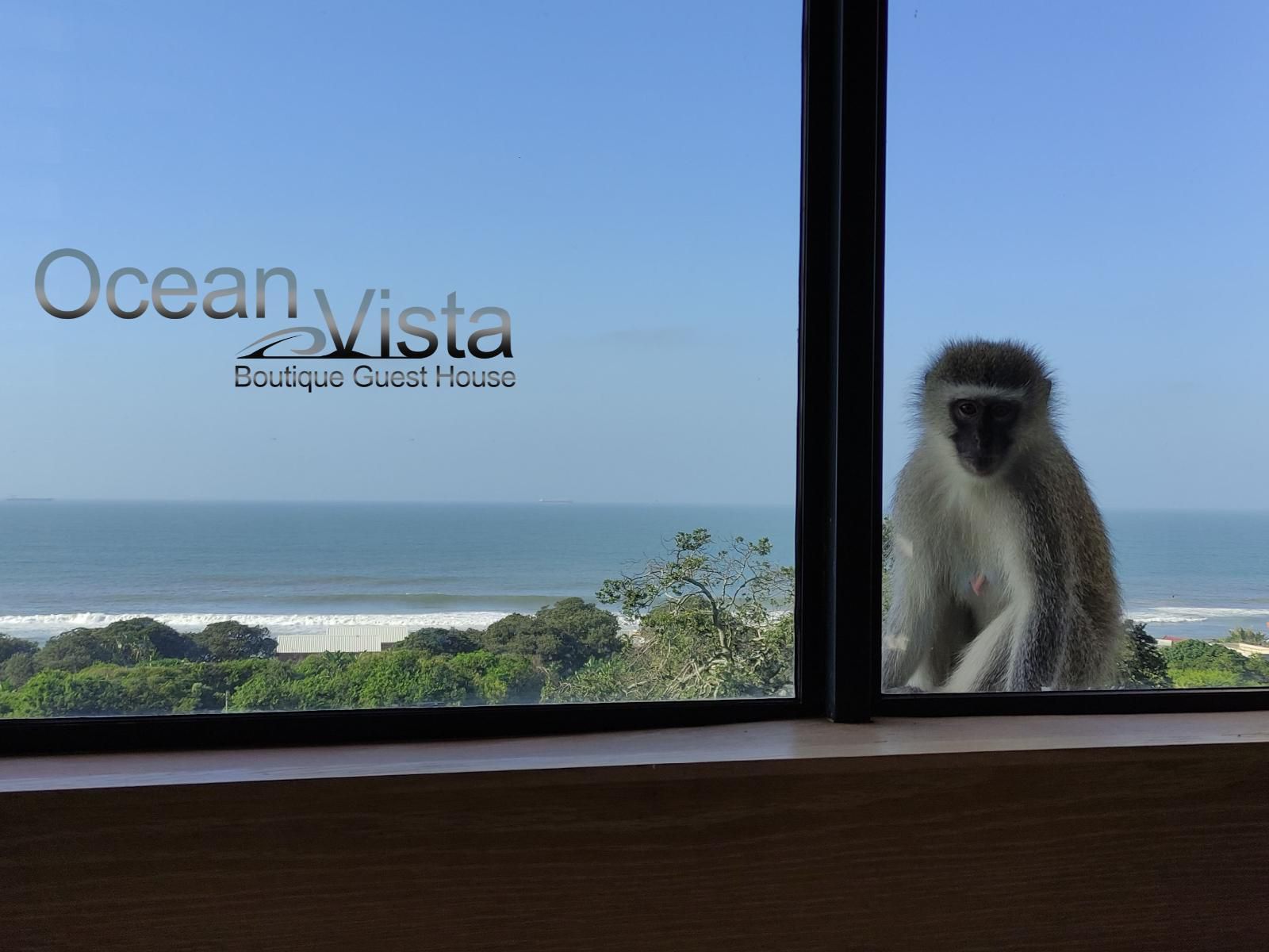 Ocean Vista Boutique Guest House Umhlanga Rocks Umhlanga Kwazulu Natal South Africa Primate, Mammal, Animal