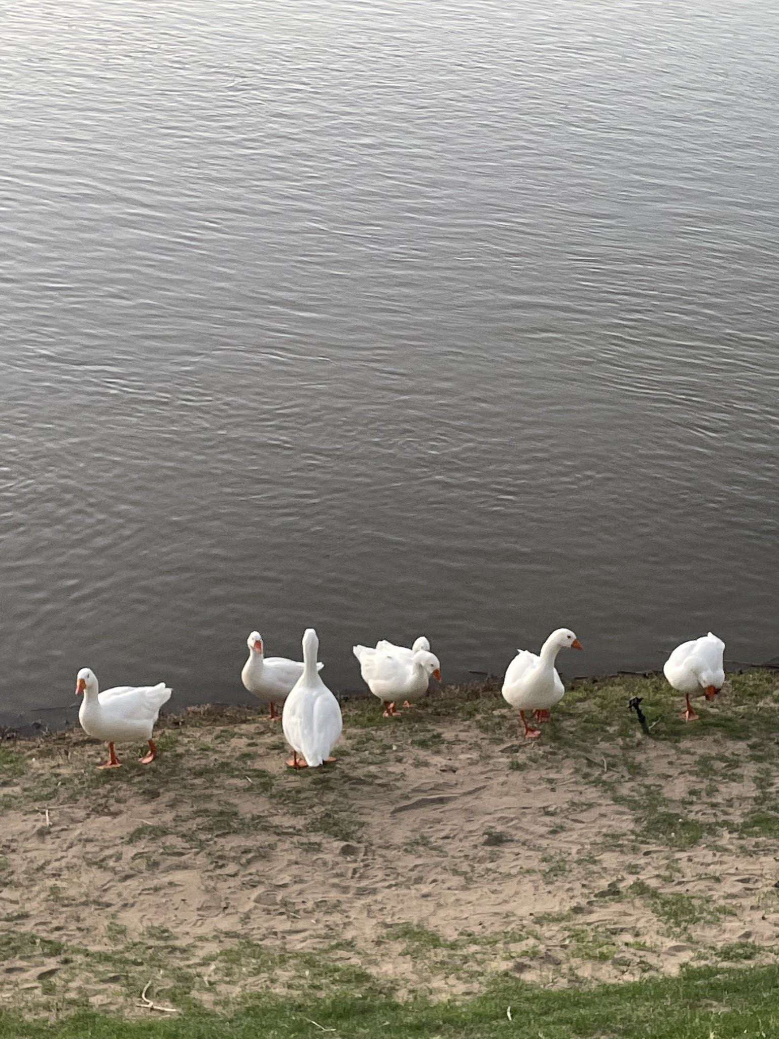 Oewerbos River Camp Vioolsdrift Northern Cape South Africa Unsaturated, Goose, Bird, Animal, Lake, Nature, Waters