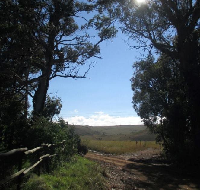 O Grady S Accommodation Dullstroom Mpumalanga South Africa Forest, Nature, Plant, Tree, Wood, Lowland