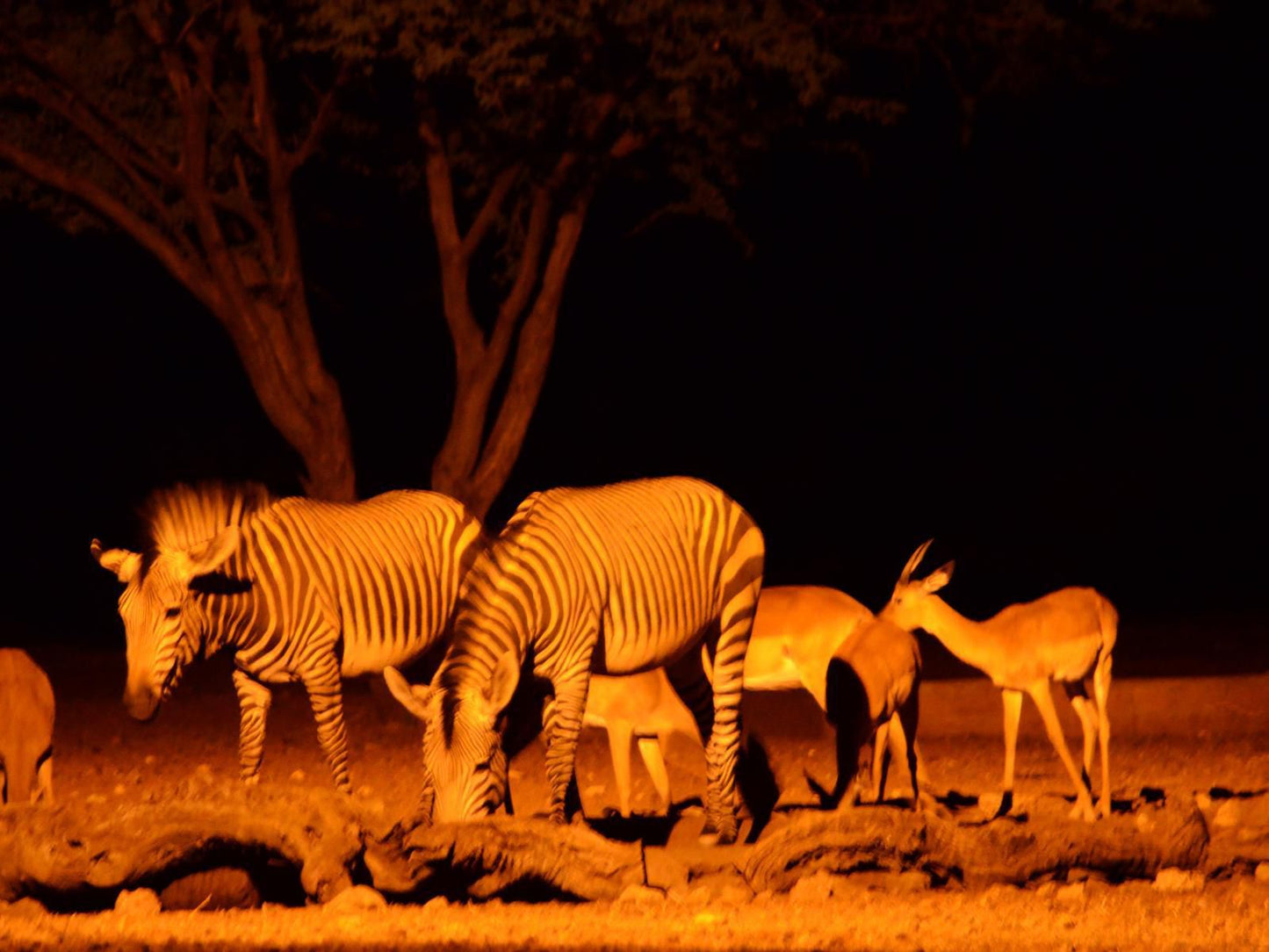 Ohange Namibia Lodge, Colorful, Zebra, Mammal, Animal, Herbivore