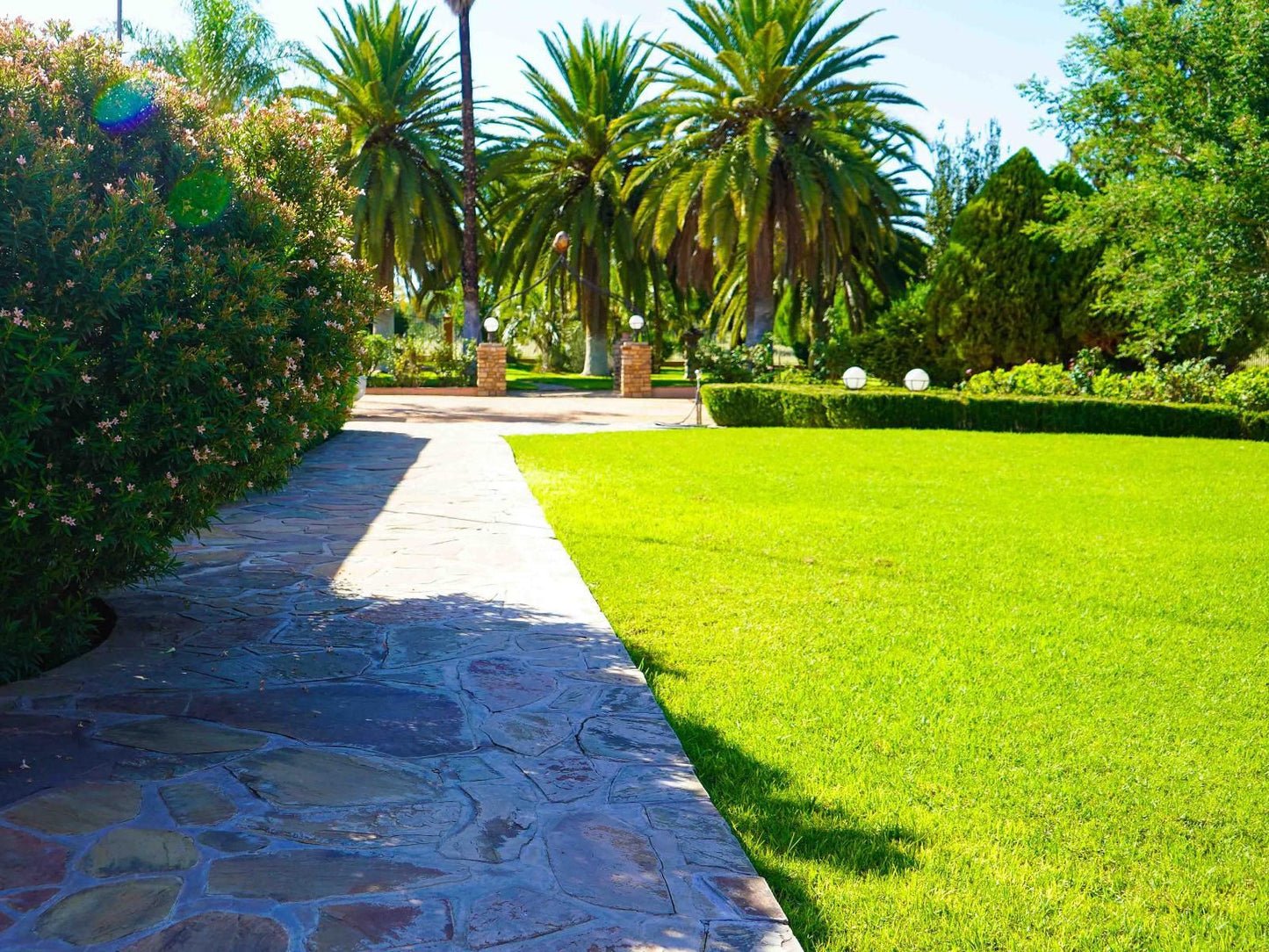 Okajo Safari Lodge, Palm Tree, Plant, Nature, Wood, Garden