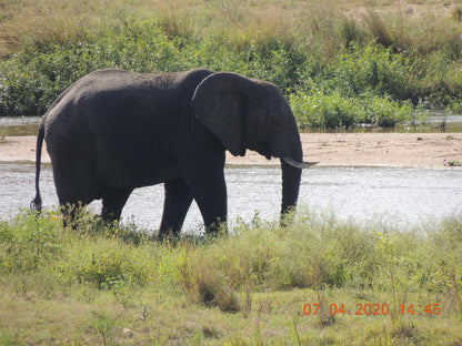 Okalani Self Catering Marloth Park Mpumalanga South Africa Elephant, Mammal, Animal, Herbivore