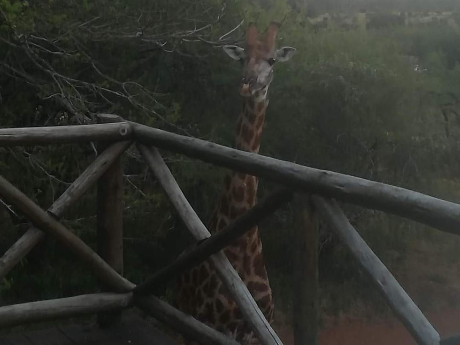 Okalani Self Catering Marloth Park Mpumalanga South Africa Unsaturated, Giraffe, Mammal, Animal, Herbivore