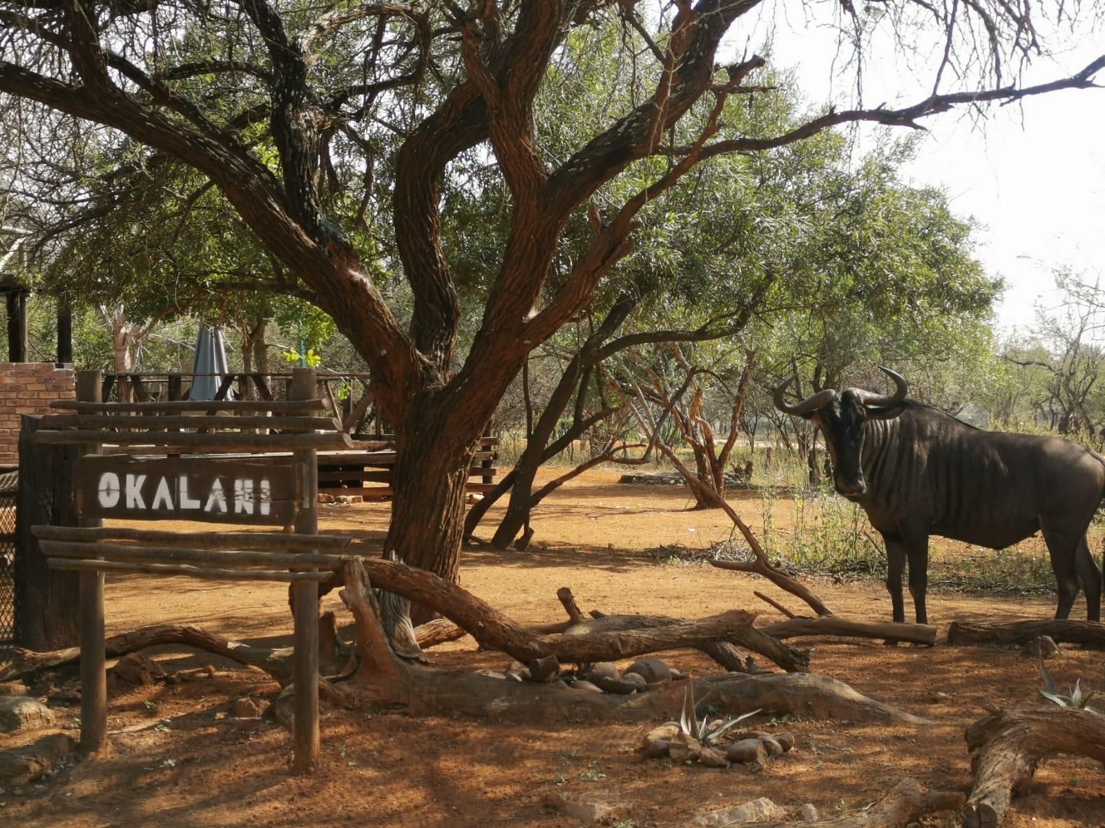 Okalani Self Catering Marloth Park Mpumalanga South Africa Animal