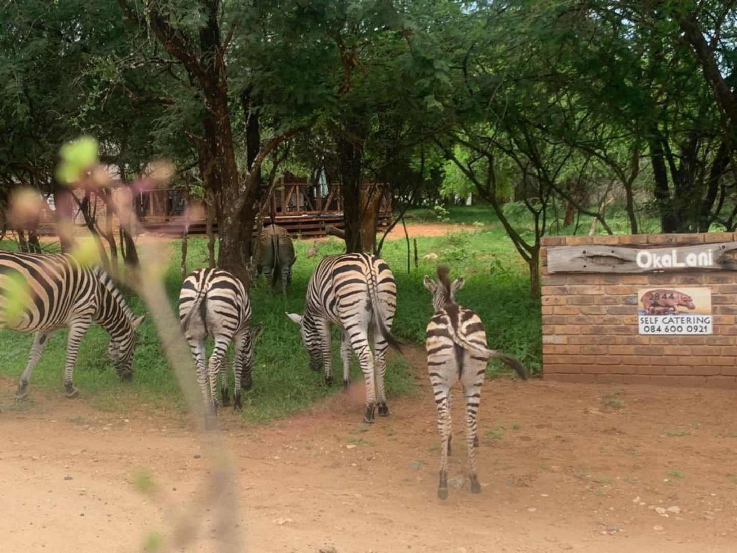 Okalani Self Catering Marloth Park Mpumalanga South Africa Zebra, Mammal, Animal, Herbivore