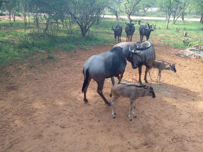 Okalani Self Catering Marloth Park Mpumalanga South Africa Gnu, Mammal, Animal, Herbivore