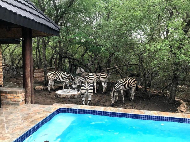 Okwamanje Self Catering Unit Marloth Park Mpumalanga South Africa Zebra, Mammal, Animal, Herbivore