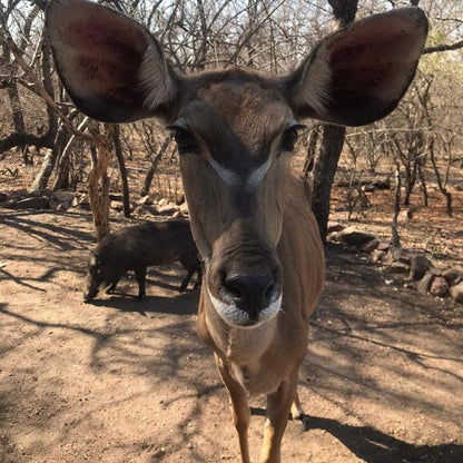 Okwamanje Self Catering Unit Marloth Park Mpumalanga South Africa Animal