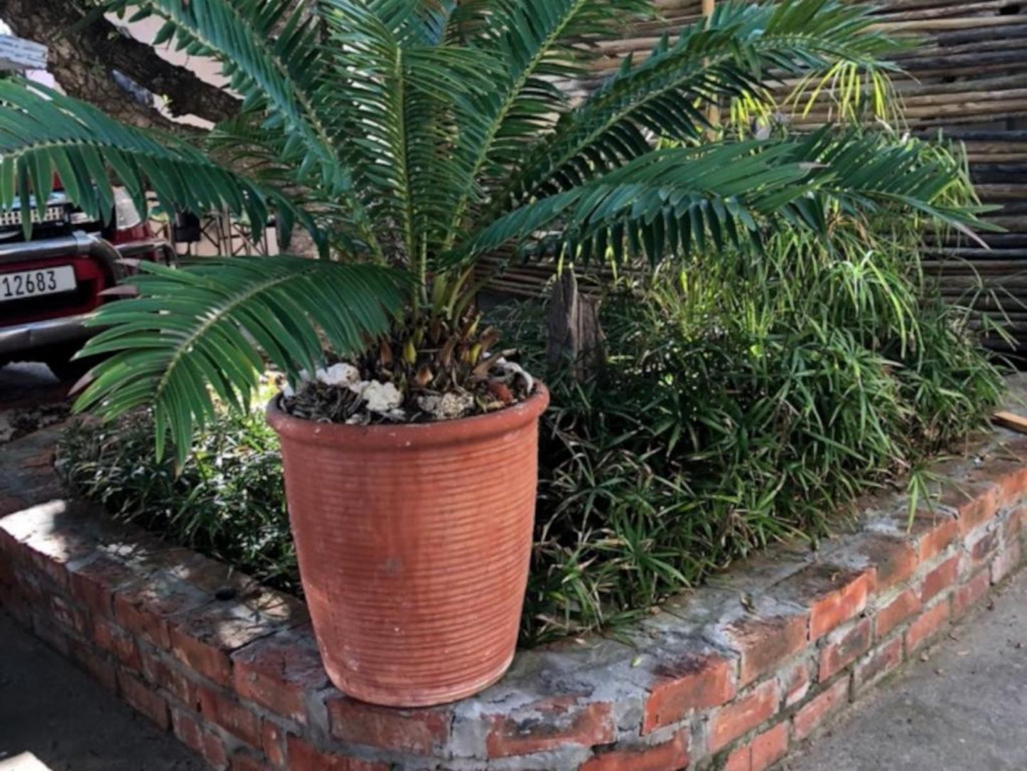 Old Cape Last Trading Post Struisbaai Western Cape South Africa Plant, Nature, Brick Texture, Texture, Garden