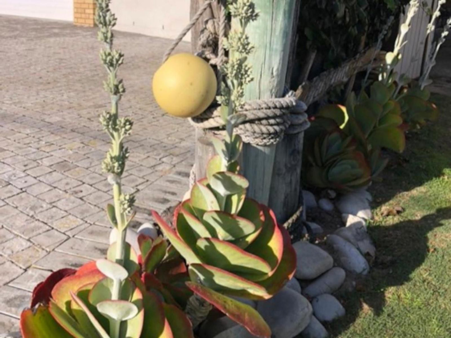 Old Cape Last Trading Post Struisbaai Western Cape South Africa Plant, Nature, Fruit, Food