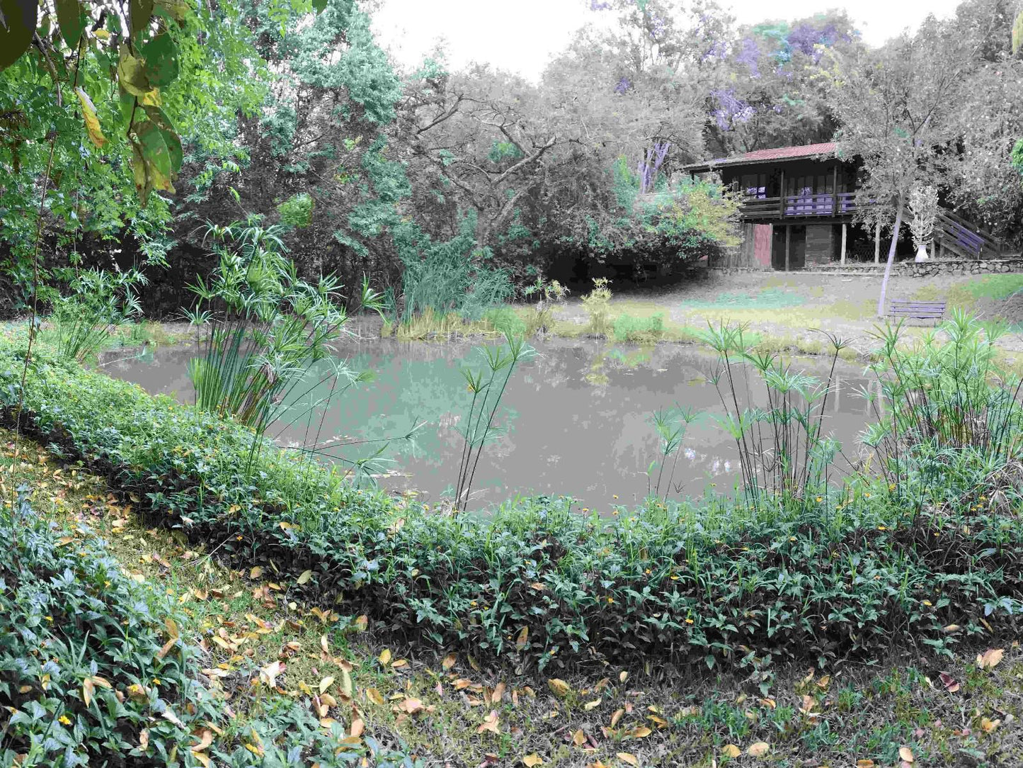 Old Joe S Kaia Schoemanskloof Mpumalanga South Africa River, Nature, Waters, Tree, Plant, Wood, Garden