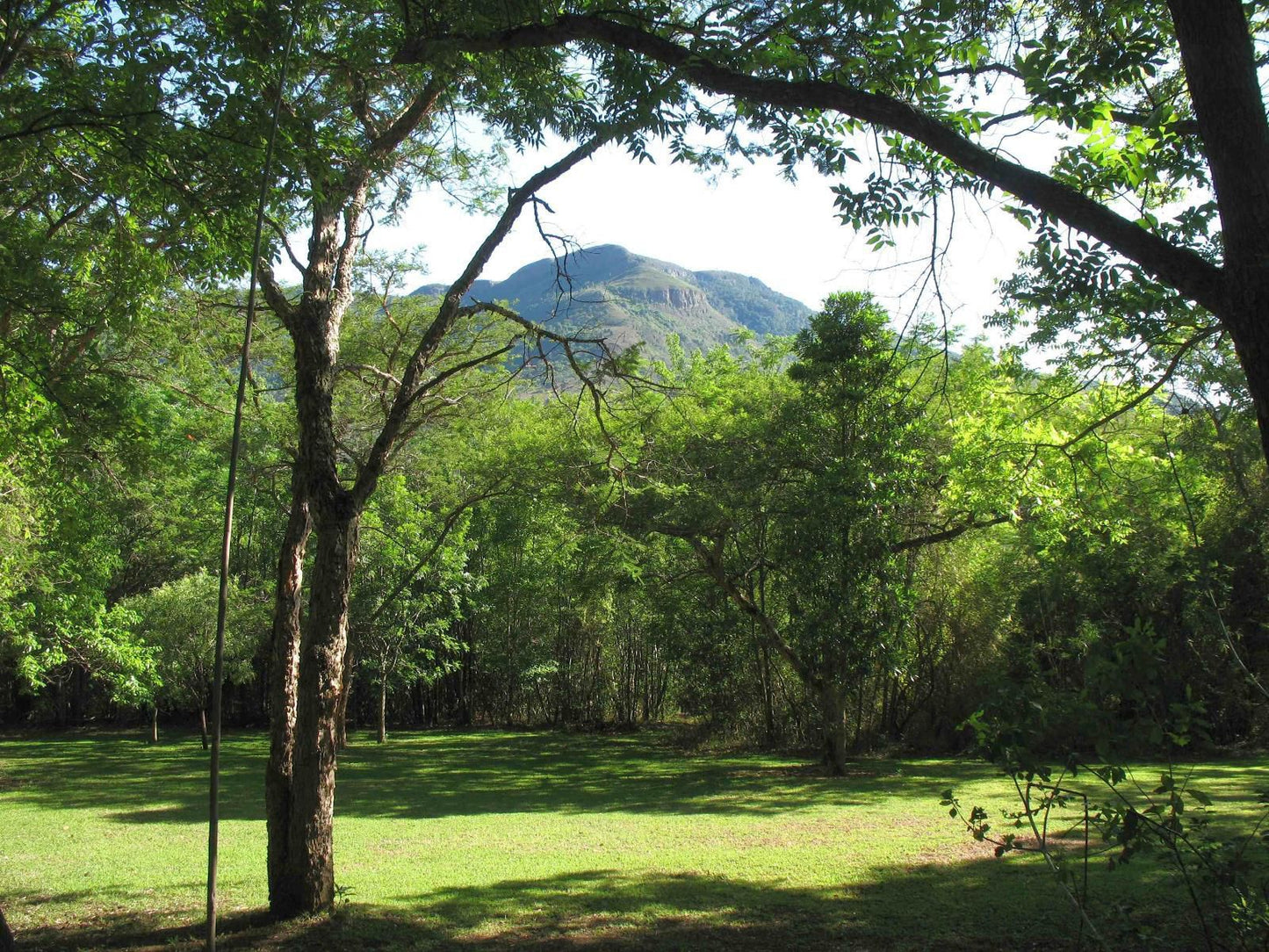 Old Joe S Kaia Schoemanskloof Mpumalanga South Africa Forest, Nature, Plant, Tree, Wood, Mountain, Highland