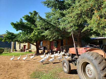 Old Mill Drift Guest Farm Clarens Free State South Africa Tractor, Vehicle, Agriculture, Tree, Plant, Nature, Wood