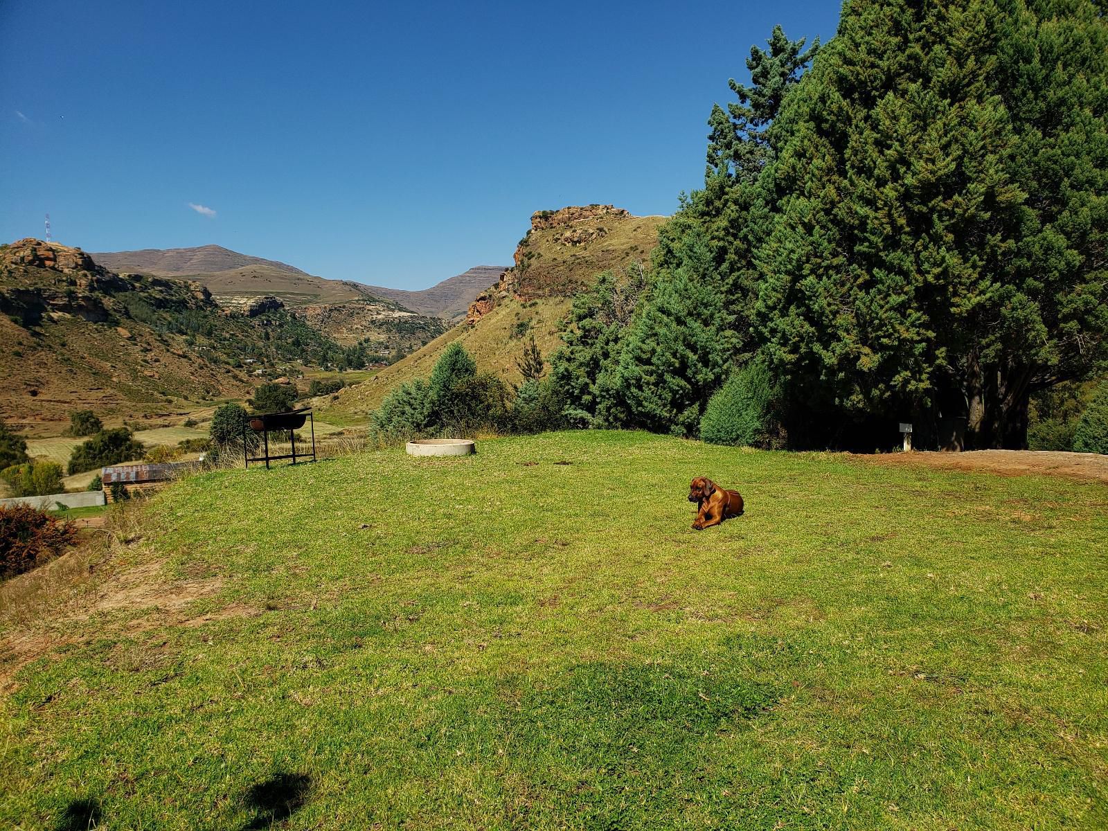Old Mill Drift Guest Farm Clarens Free State South Africa Complementary Colors, Dog, Mammal, Animal, Pet, Mountain, Nature, Highland