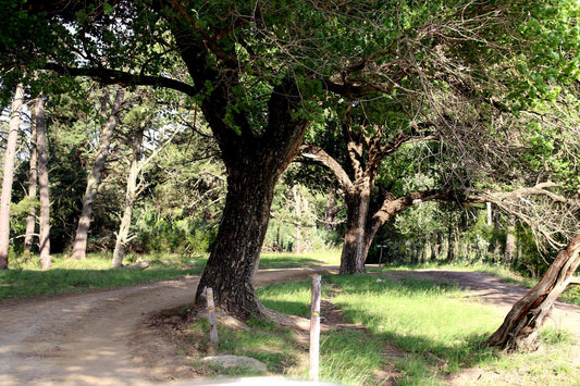 Oldenburg Lodge And Game Park Ladybrand Free State South Africa Forest, Nature, Plant, Tree, Wood