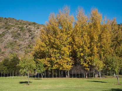 Old Mill Country Lodge Working Ostrich Farm And Restaurant Oudtshoorn Western Cape South Africa Complementary Colors, Plant, Nature, Tree, Wood, Autumn