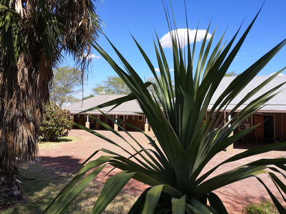 Old Mine Guest House Musina Messina Limpopo Province South Africa Palm Tree, Plant, Nature, Wood