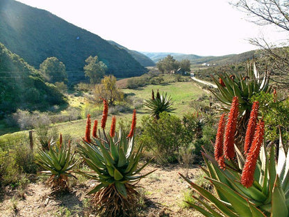 The Old School House Calitzdorp Western Cape South Africa Cactus, Plant, Nature