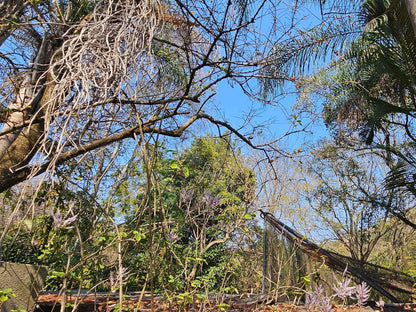 Old Vic Traveller S Inn Nelspruit Mpumalanga South Africa Complementary Colors, Forest, Nature, Plant, Tree, Wood