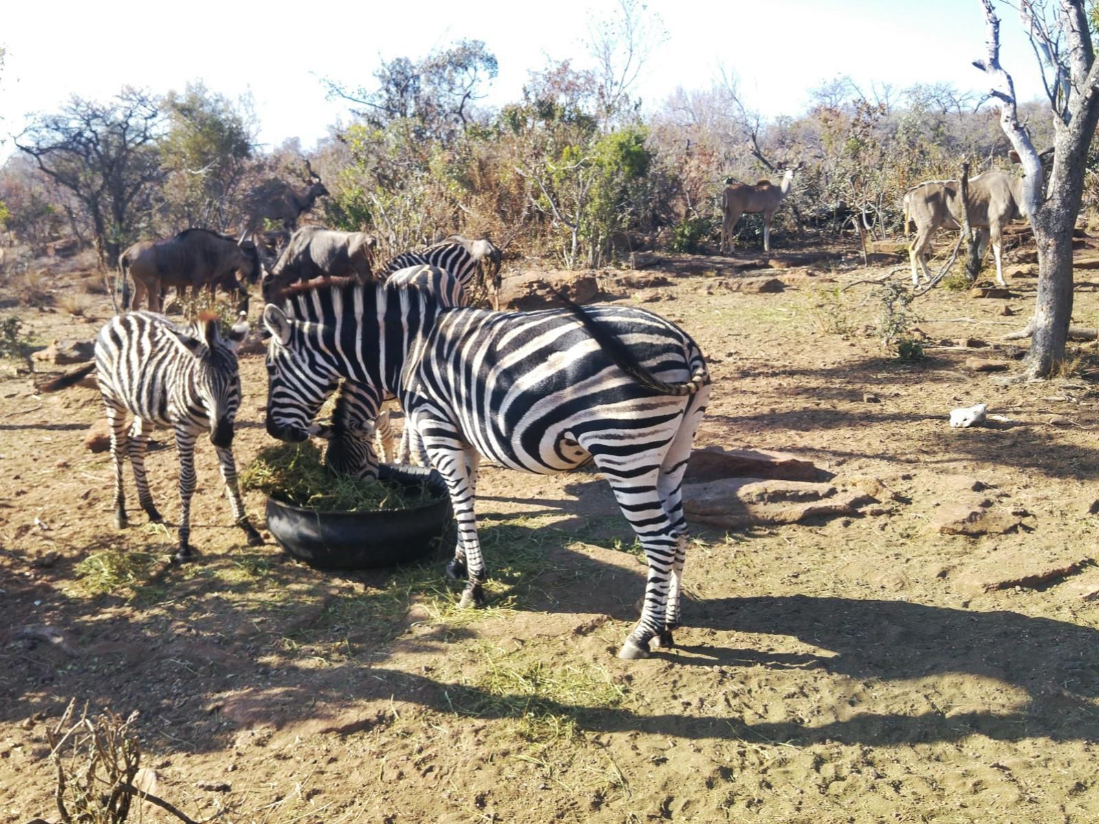 Olievenfontein Private Game Reserve Vaalwater Limpopo Province South Africa Zebra, Mammal, Animal, Herbivore